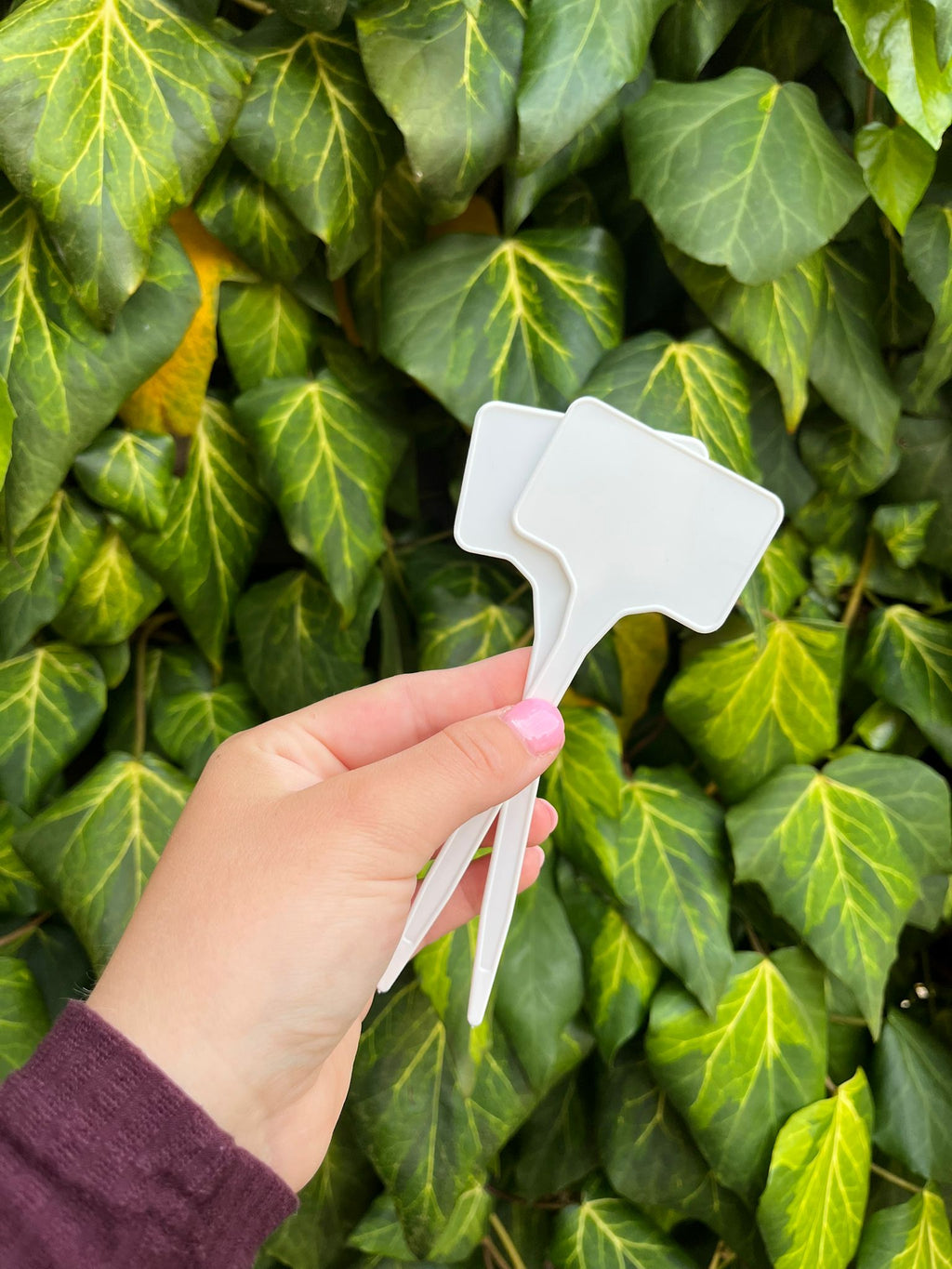 Plantenlabel L