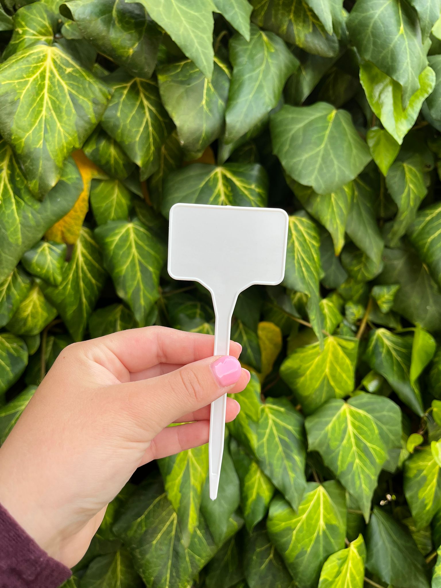Plantenlabel L