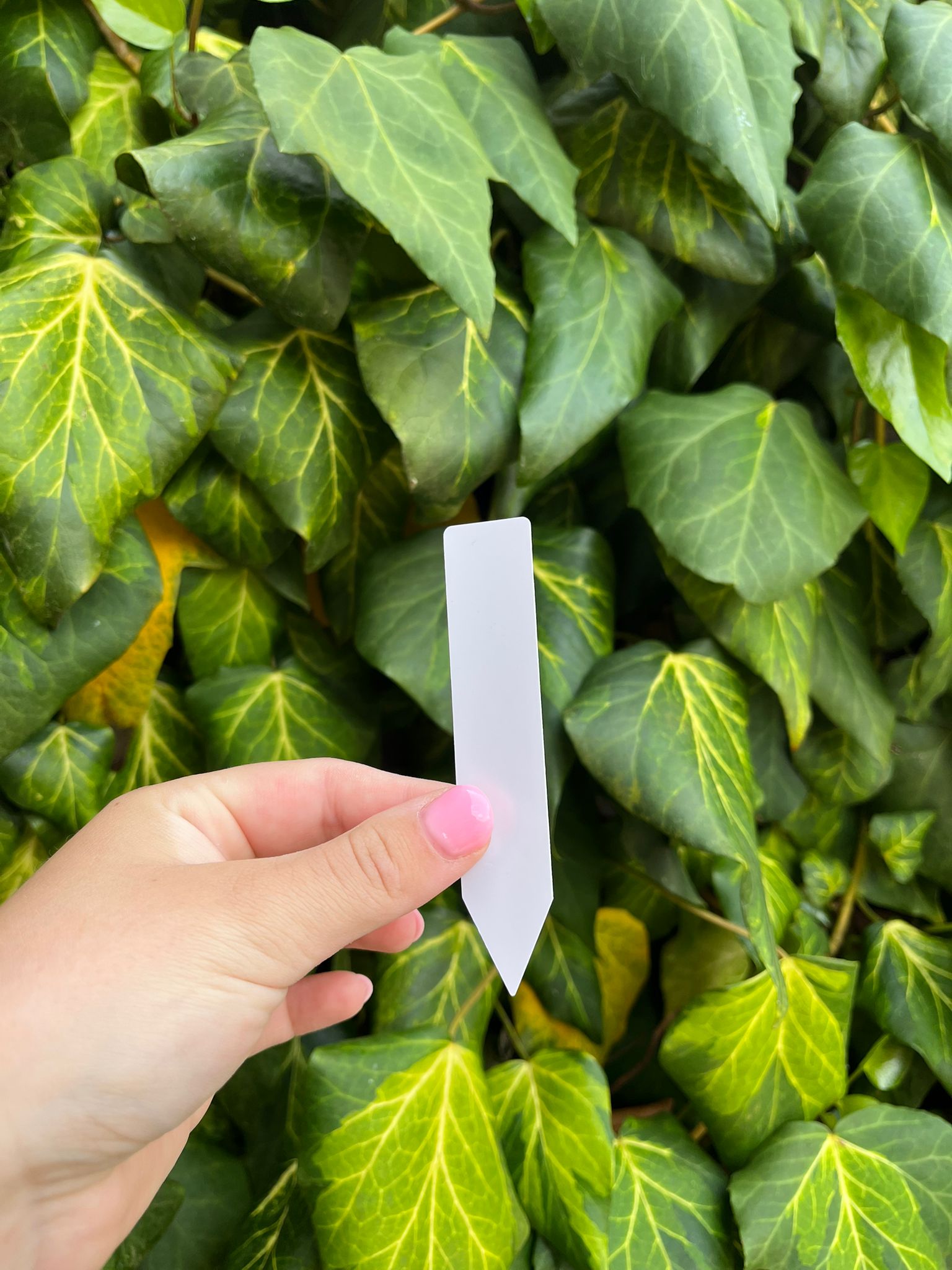Plantenlabel S