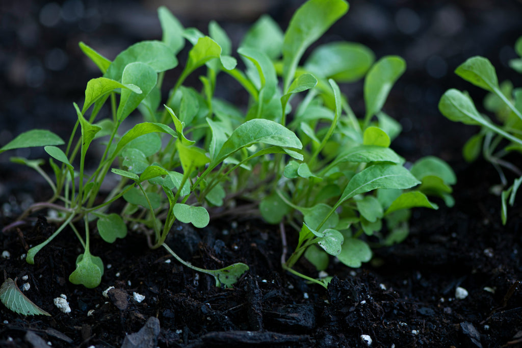 Rucola