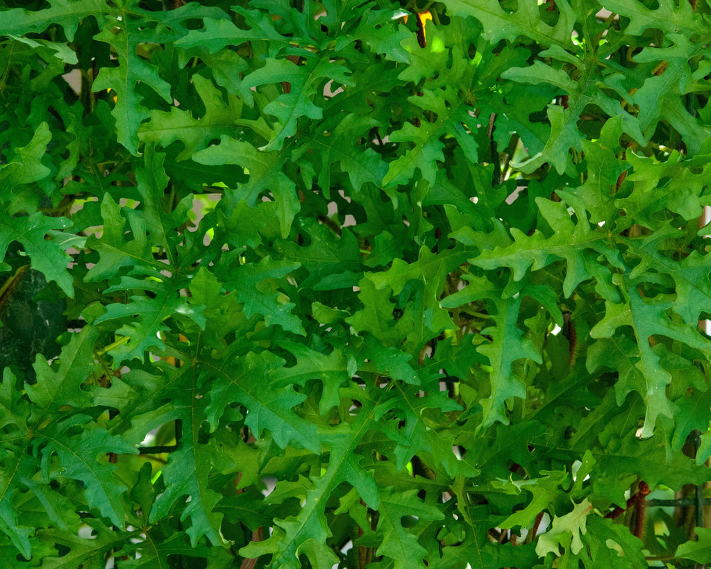 Rucola