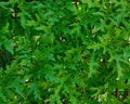 Rucola