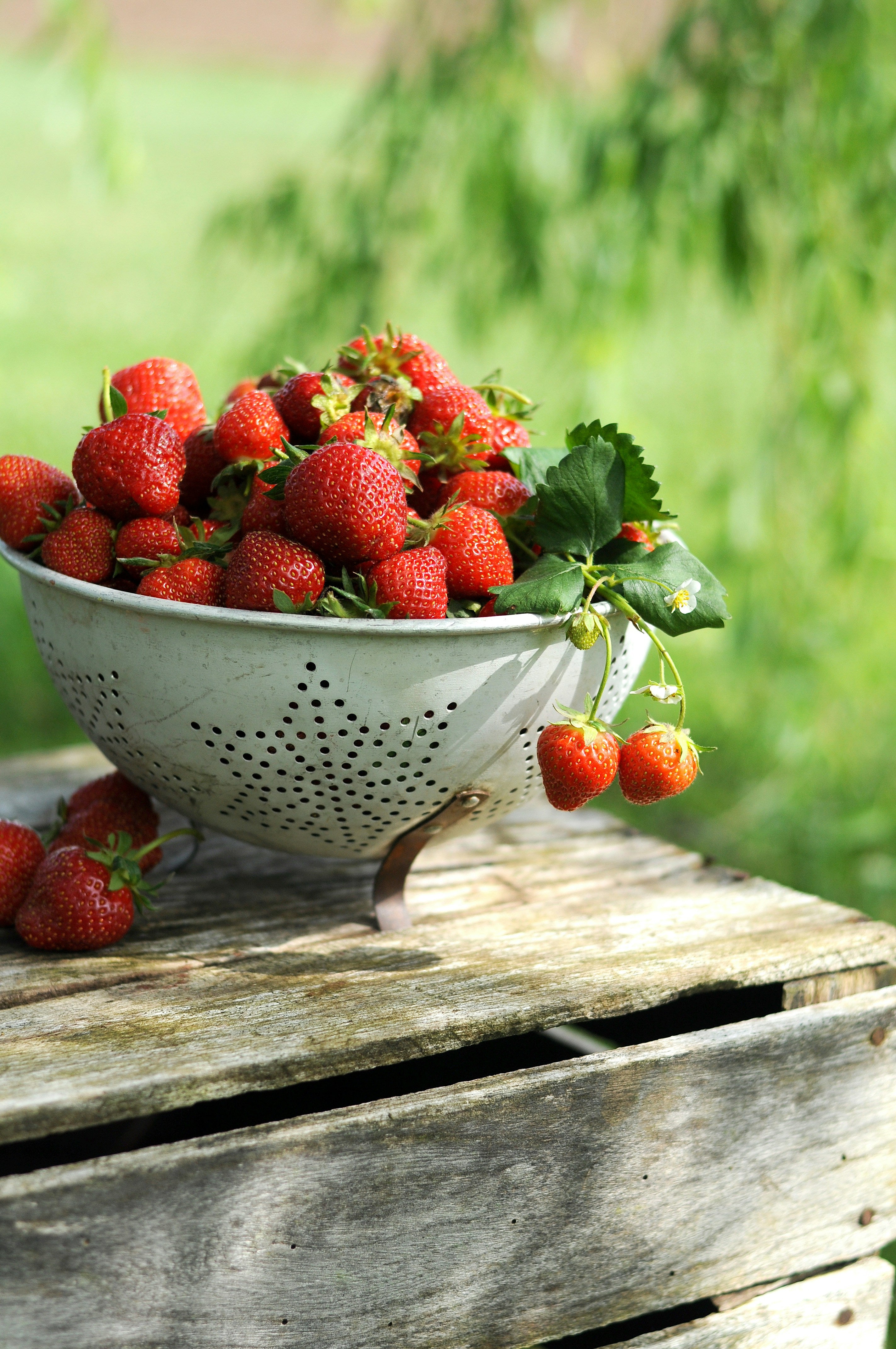 Aardbei