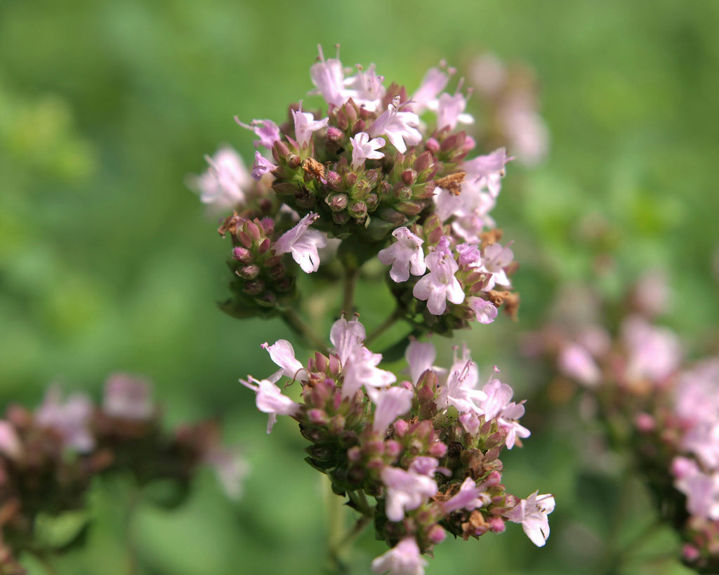 Oregano